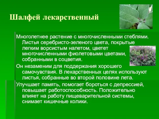 Шалфей лекарственный Многолетнее растение с многочисленными стеблями. Листья серебристо-зеленого цвета,