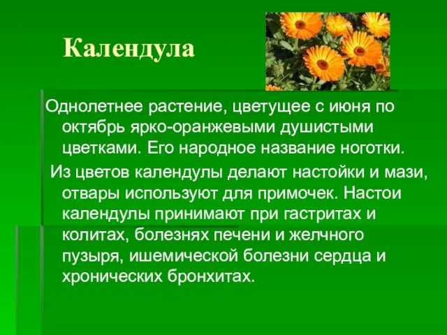 Календула Однолетнее растение, цветущее с июня по октябрь ярко-оранжевыми душистыми