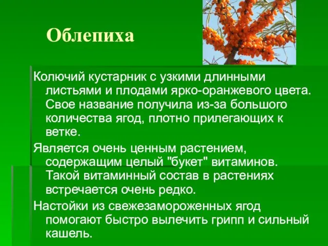 Облепиха Колючий кустарник с узкими длинными листьями и плодами ярко-оранжевого