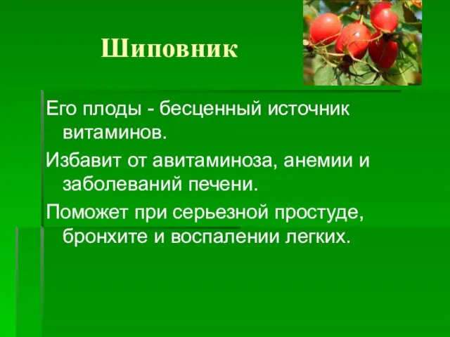 Шиповник Его плоды - бесценный источник витаминов. Избавит от авитаминоза,