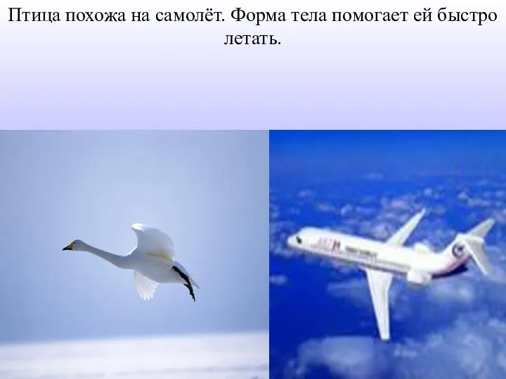 Птица похожа на самолёт. Форма тела помогает ей быстро летать.