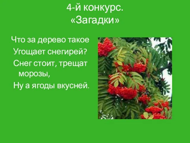 4-й конкурс. «Загадки» Что за дерево такое Угощает снегирей? Снег