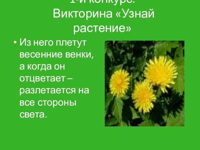 1-й конкурс. Викторина «Узнай растение» Из него плетут весенние венки,