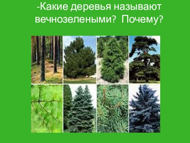 -Какие деревья называют вечнозелеными? Почему?