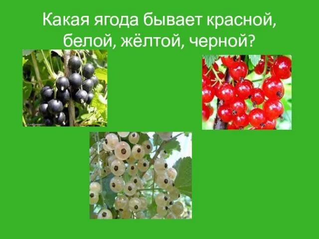 Какая ягода бывает красной, белой, жёлтой, черной?