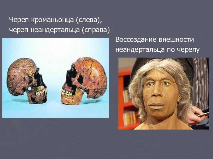 Череп кроманьонца (слева), череп неандертальца (справа) Воссоздание внешности неандертальца по черепу