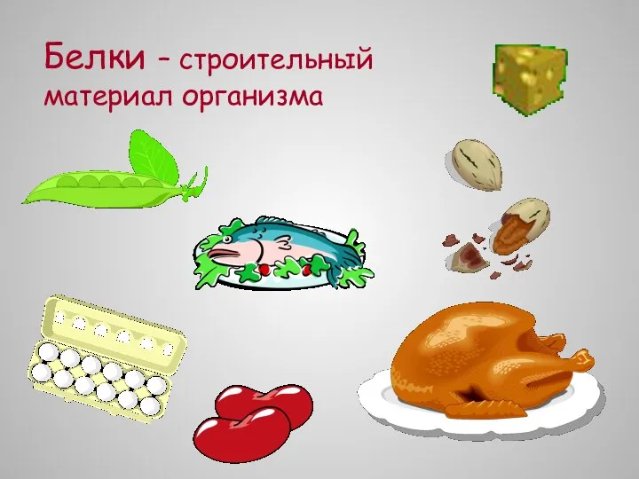 Белки – строительный материал организма