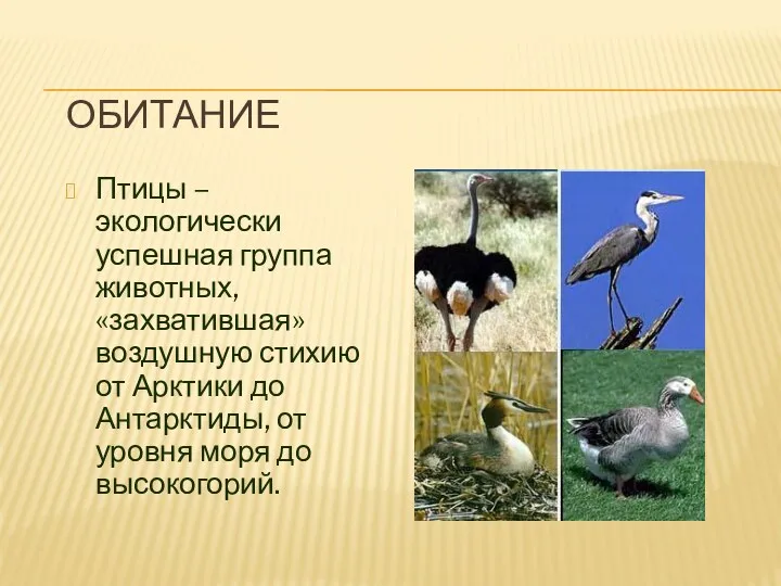 Обитание Птицы – экологически успешная группа животных, «захватившая» воздушную стихию