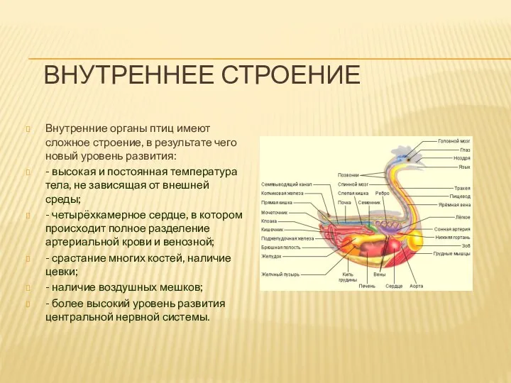 Внутреннее строение Внутренние органы птиц имеют сложное строение, в результате