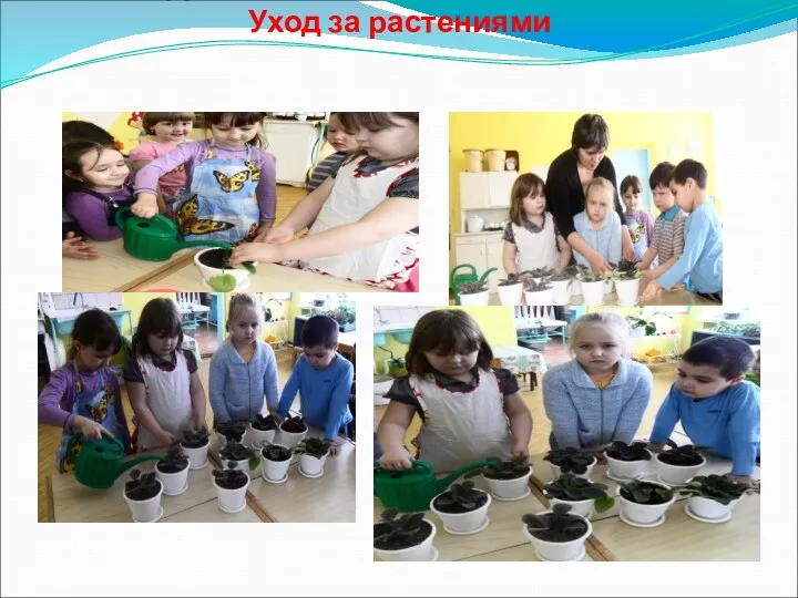 Сотрудничество воспитателя и детей Уход за растениями