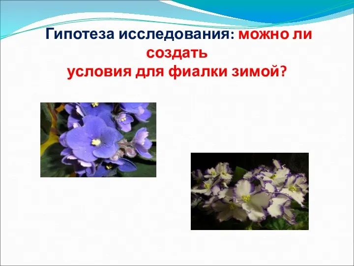 Гипотеза исследования: можно ли создать условия для фиалки зимой?