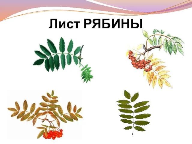 Лист РЯБИНЫ