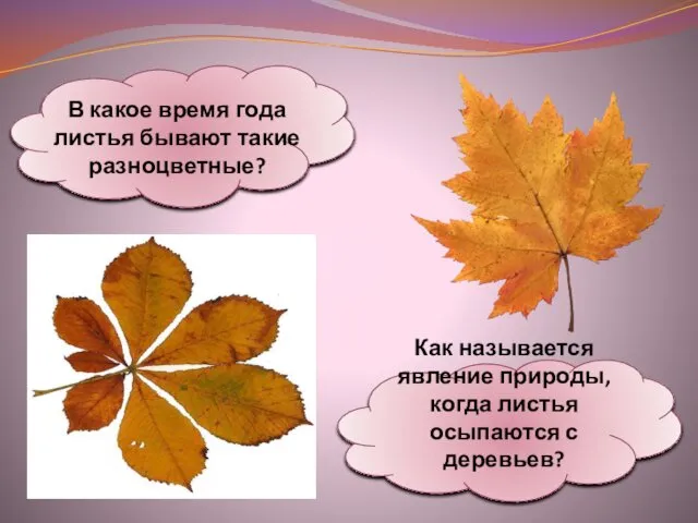 В какое время года листья бывают такие разноцветные? Как называется