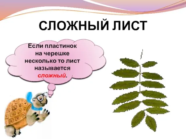 Если пластинок на черешке несколько то лист называется сложный. СЛОЖНЫЙ ЛИСТ