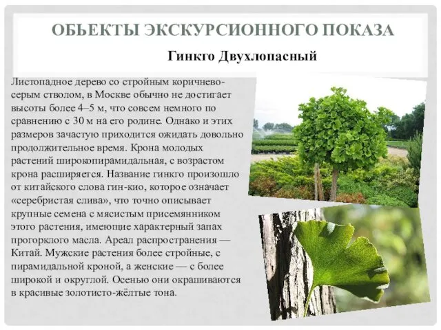 ОБЬЕКТЫ ЭКСКУРСИОННОГО ПОКАЗА Гинкго Двухлопасный Листопадное дерево со стройным коричнево-серым стволом, в Москве