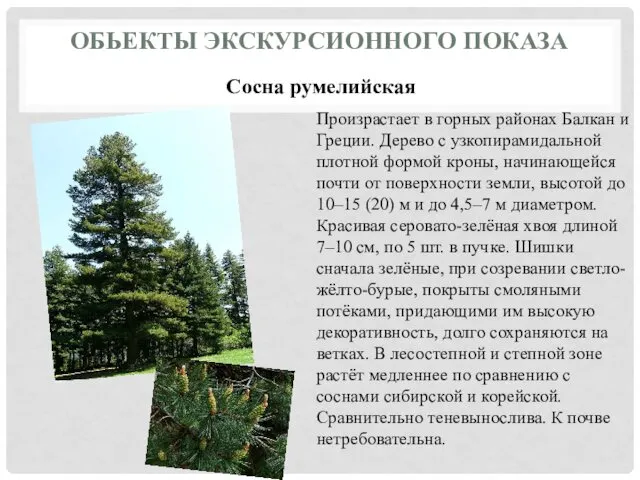 ОБЬЕКТЫ ЭКСКУРСИОННОГО ПОКАЗА Сосна румелийская Произрастает в горных районах Балкан и Греции. Дерево