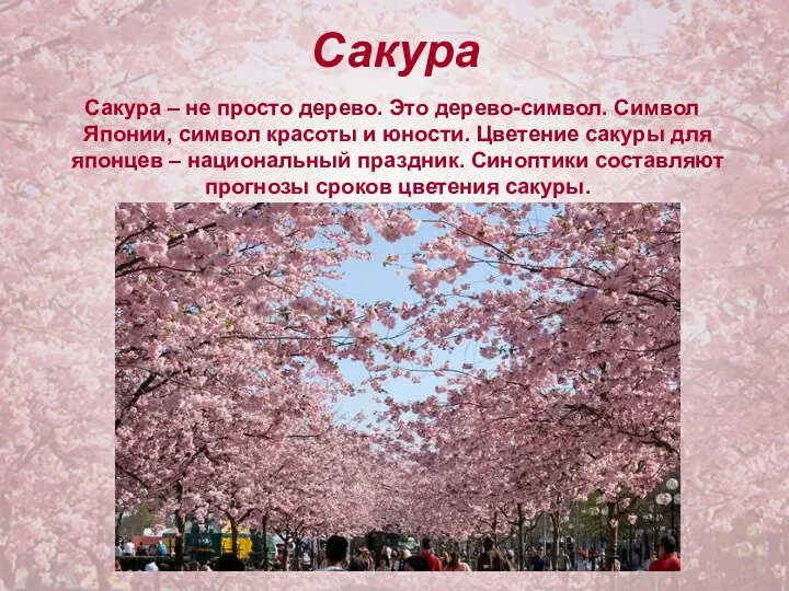 Сакура Сакура – не просто дерево. Это дерево-символ. Символ Японии,