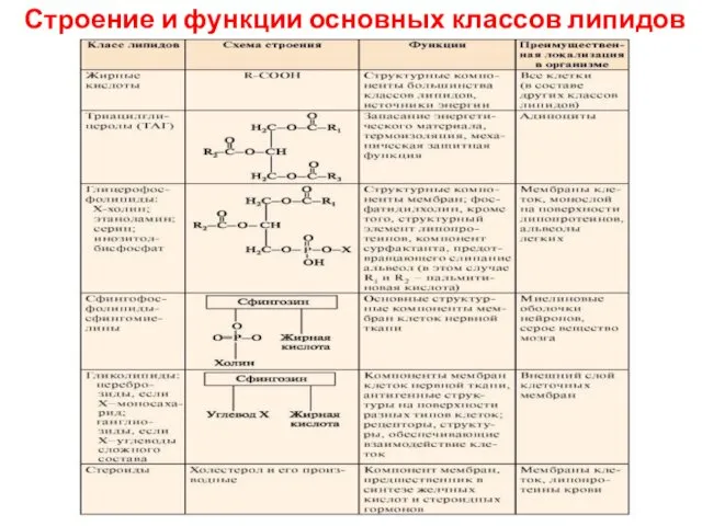 Строение и функции основных классов липидов человека