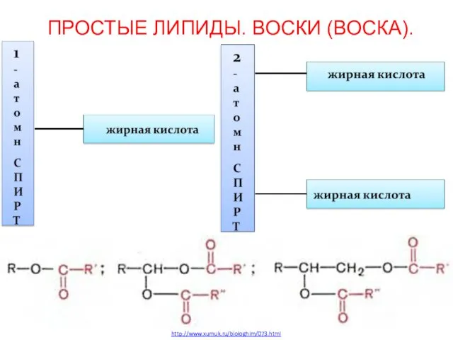 ПРОСТЫЕ ЛИПИДЫ. ВОСКИ (ВОСКА). http://www.xumuk.ru/biologhim/073.html