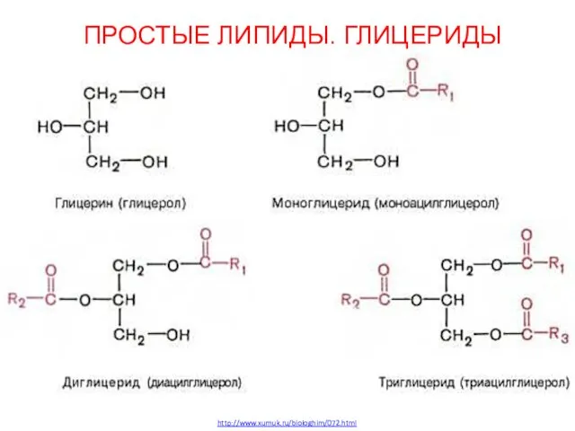 ПРОСТЫЕ ЛИПИДЫ. ГЛИЦЕРИДЫ http://www.xumuk.ru/biologhim/072.html