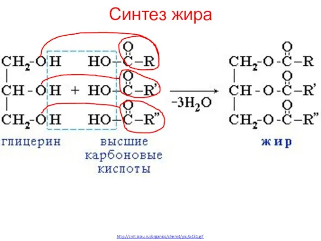Синтез жира http://cnit.ssau.ru/organics/chem4/pic/o431.gif