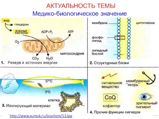 АКТУАЛЬНОСТЬ ТЕМЫ Медико-биологическое значение http://www.xumuk.ru/biochem/53.jpg