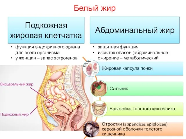 Белый жир Подкожная жировая клетчатка Абдоминальный жир функция эндокринного органа