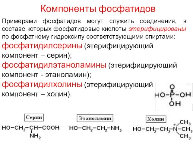 Компоненты фосфатидов Примерами фосфатидов могут служить соединения, в составе которых