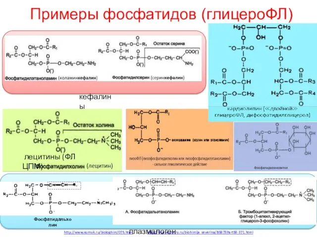 Примеры фосфатидов (глицероФЛ) http://www.xumuk.ru/biologhim/075.html http://biochemistry.ru/biohimija_severina/B5873Part58-371.html Фосфатидальхолин плазмалогены кефалины лецитины (ФЛ ЦПМ)
