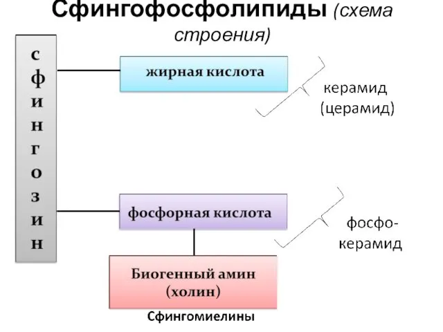 Сфингофосфолипиды (схема строения)
