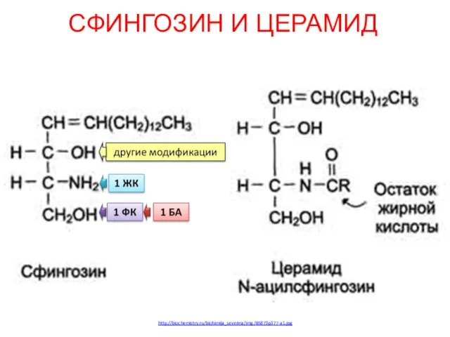 СФИНГОЗИН И ЦЕРАМИД http://biochemistry.ru/biohimija_severina/img/B5873p377-a1.jpg
