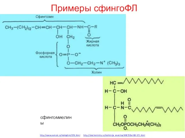 Примеры сфингоФЛ http://www.xumuk.ru/biologhim/076.html http://biochemistry.ru/biohimija_severina/B5873Part58-371.html сфингомиелины
