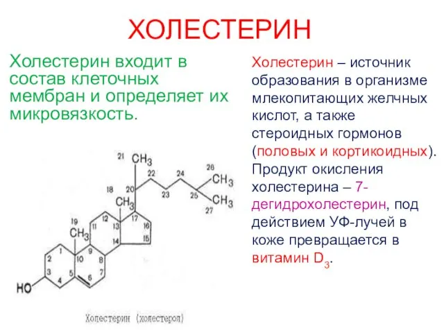 ХОЛЕСТЕРИН Холестерин входит в состав клеточных мембран и определяет их