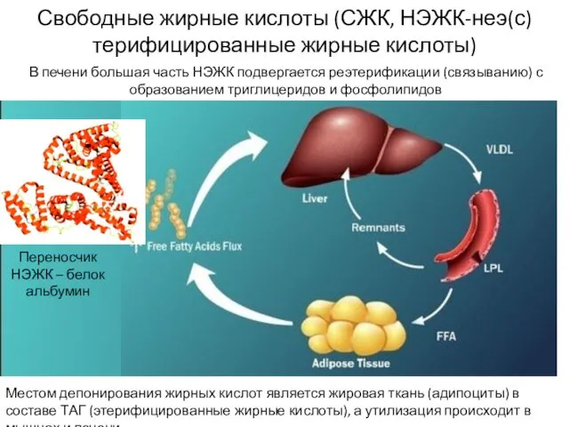 Свободные жирные кислоты (СЖК, НЭЖК-неэ(с)терифицированные жирные кислоты) В печени большая