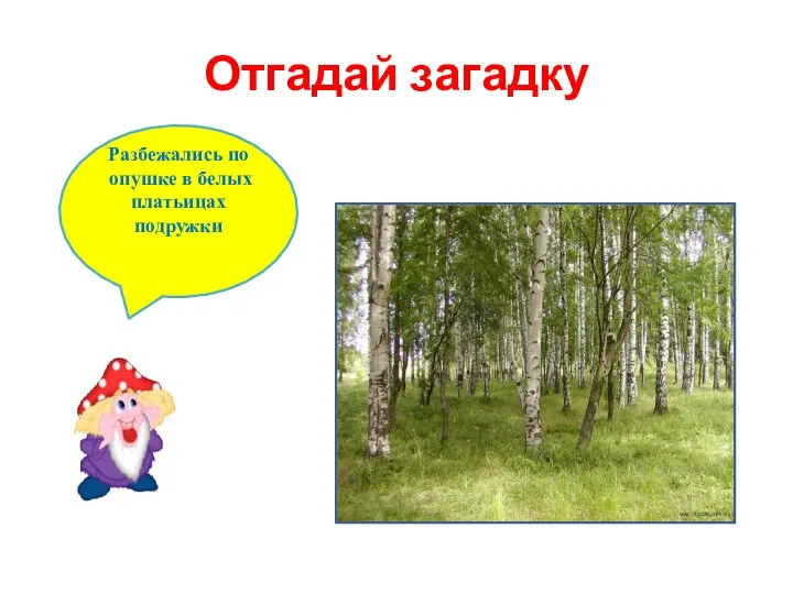 Отгадай загадку Разбежались по опушке в белых платьицах подружки