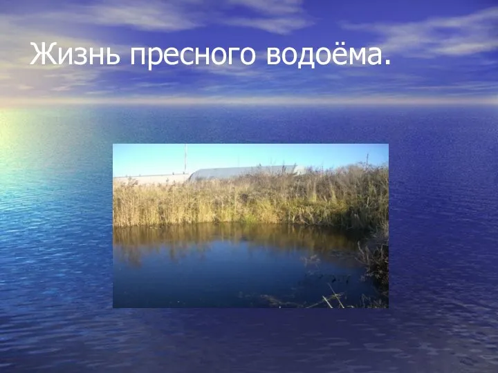 Жизнь пресного водоёма.