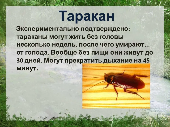 Таракан Экспериментально подтверждено: тараканы могут жить без головы несколько недель,