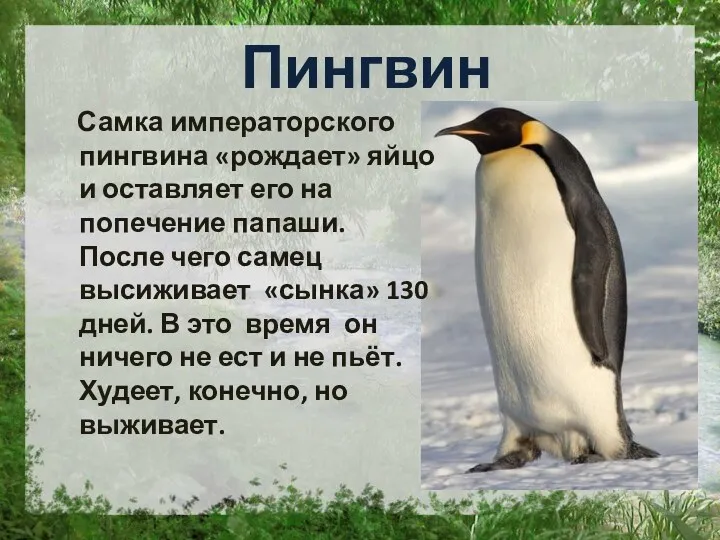 Пингвин Самка императорского пингвина «рождает» яйцо и оставляет его на