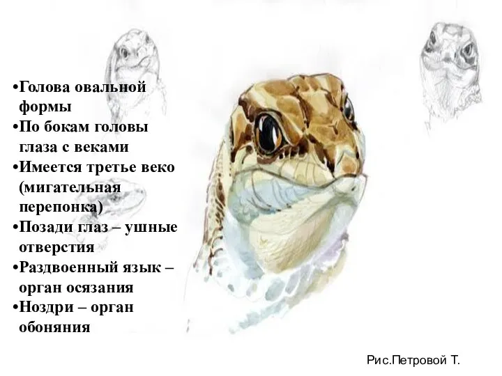 Рис.Петровой Т. Голова овальной формы По бокам головы глаза с веками Имеется третье