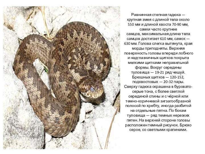 Равнинная степная гадюка — крупная змея с длиной тела около 550 мм и