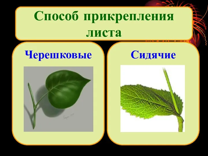 Способ прикрепления листа Сидячие Черешковые