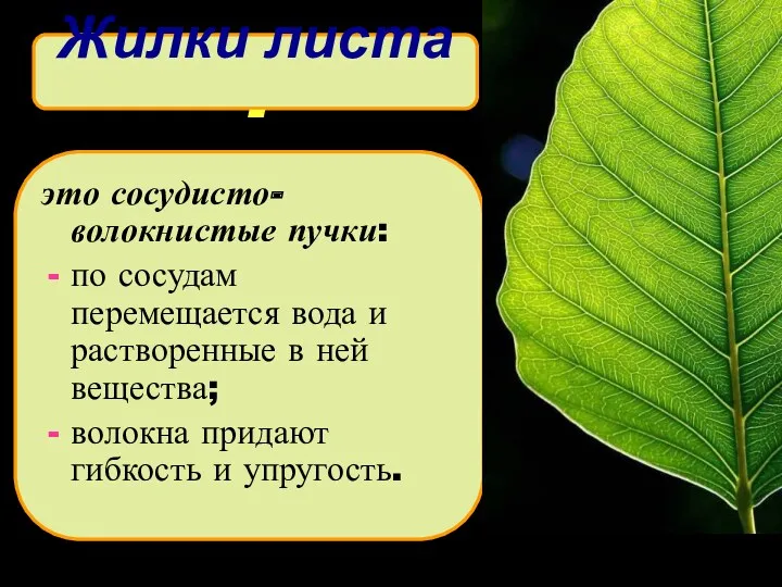 Жилки листа - это сосудисто- волокнистые пучки: по сосудам перемещается вода и растворенные