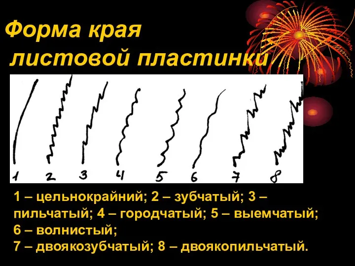 1 – цельнокрайний; 2 – зубчатый; 3 – пильчатый; 4 – городчатый; 5