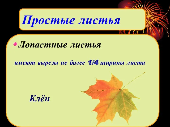 Лопастные листья имеют вырезы не более 1/4 ширины листа Клён Простые листья