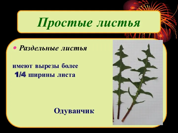 Раздельные листья имеют вырезы более 1/4 ширины листа Одуванчик Простые листья