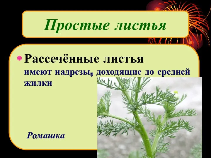 Рассечённые листья имеют надрезы, доходящие до средней жилки Ромашка Простые листья