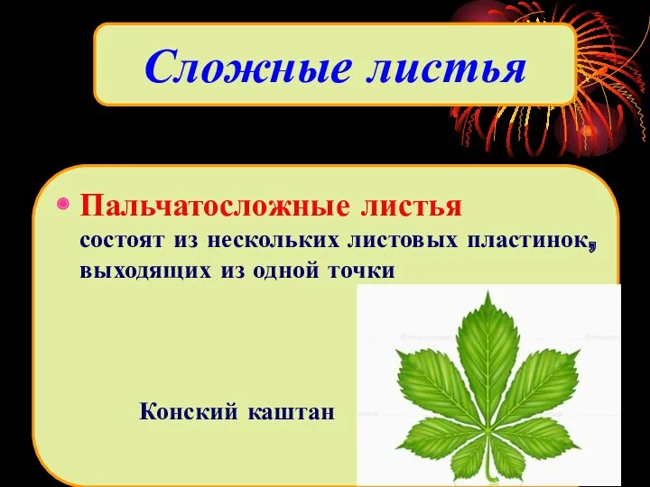 Сложные листья Пальчатосложные листья состоят из нескольких листовых пластинок, выходящих из одной точки Конский каштан