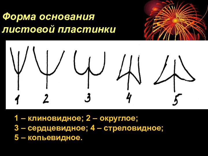 1 – клиновидное; 2 – округлое; 3 – сердцевидное; 4