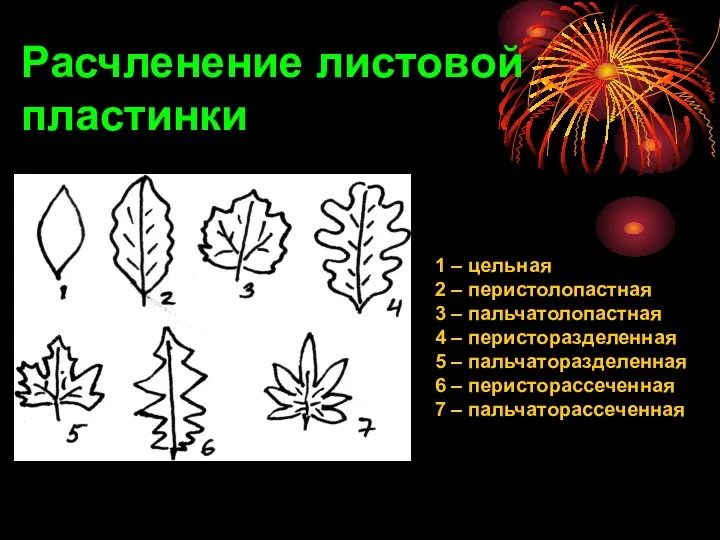 1 – цельная 2 – перистолопастная 3 – пальчатолопастная 4