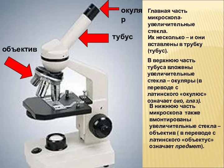 В нижнюю часть микроскопа также вмонтированы увеличительные стекла – объектив